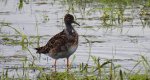 Batalion, bojownik batalion, bojownik zmienny, biegus bojownik, bojownik odmienny (Calidris pugnax)