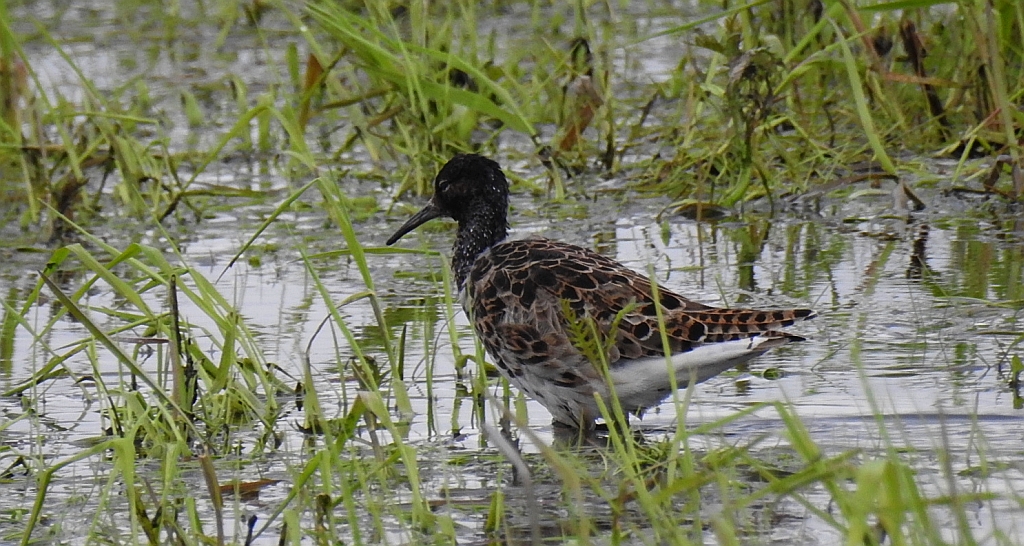 Batalion, bojownik batalion, bojownik zmienny, biegus bojownik, bojownik odmienny (Calidris pugnax)