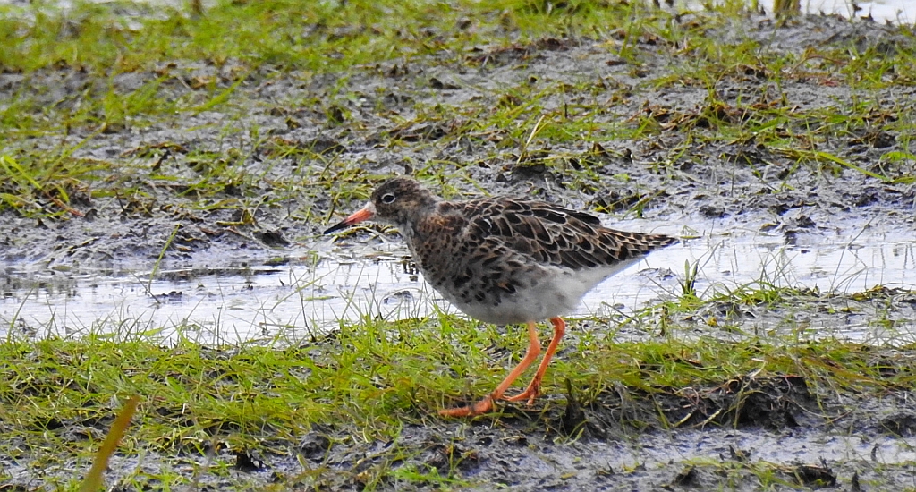Batalion, bojownik batalion, bojownik zmienny, biegus bojownik, bojownik odmienny (Calidris pugnax)