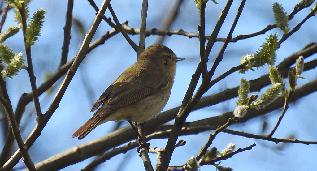 Pierwiosnek, pierwiosnek zwyczajny (Phylloscopus collybita)