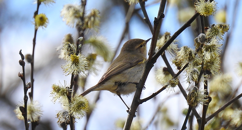 Pierwiosnek, pierwiosnek zwyczajny (Phylloscopus collybita)