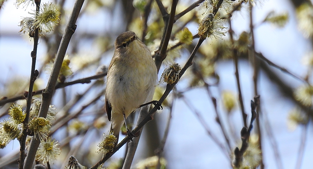 Pierwiosnek, pierwiosnek zwyczajny (Phylloscopus collybita)