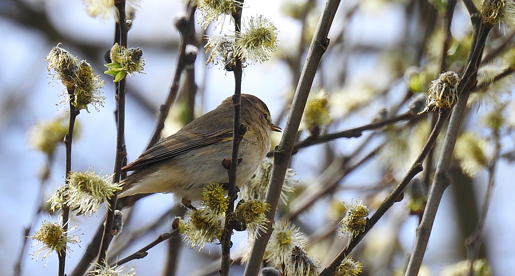 Pierwiosnek, pierwiosnek zwyczajny (Phylloscopus collybita)