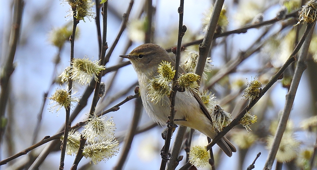Pierwiosnek, pierwiosnek zwyczajny (Phylloscopus collybita)