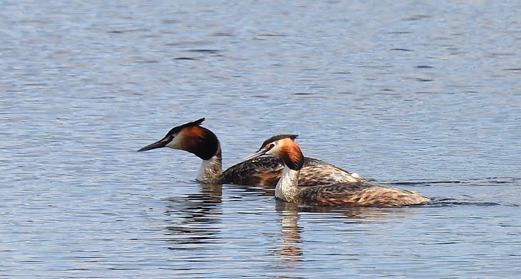 Perkoz dwuczuby (Podiceps cristatus)