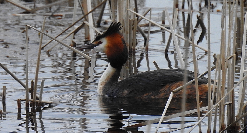 Perkoz dwuczuby (Podiceps cristatus)