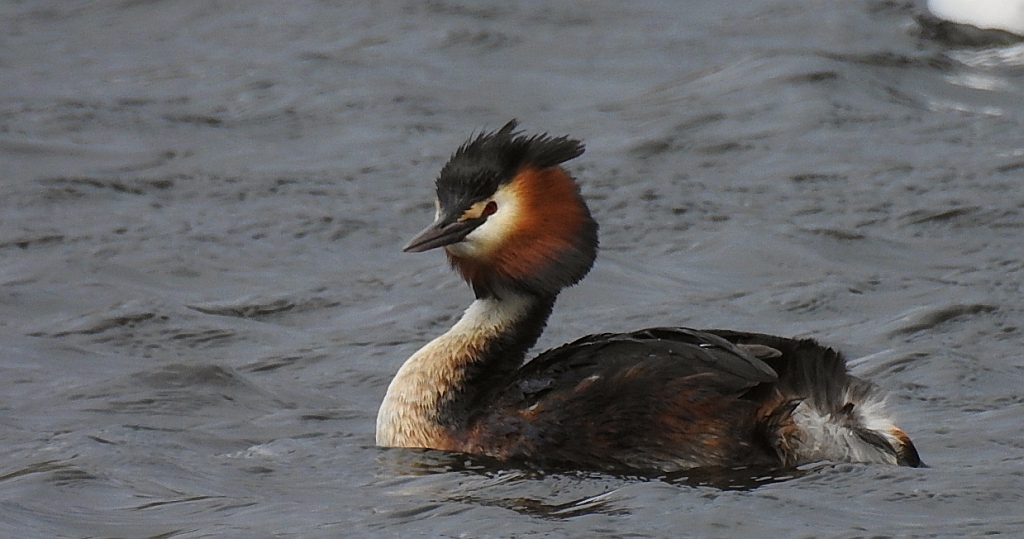 Perkoz dwuczuby (Podiceps cristatus)