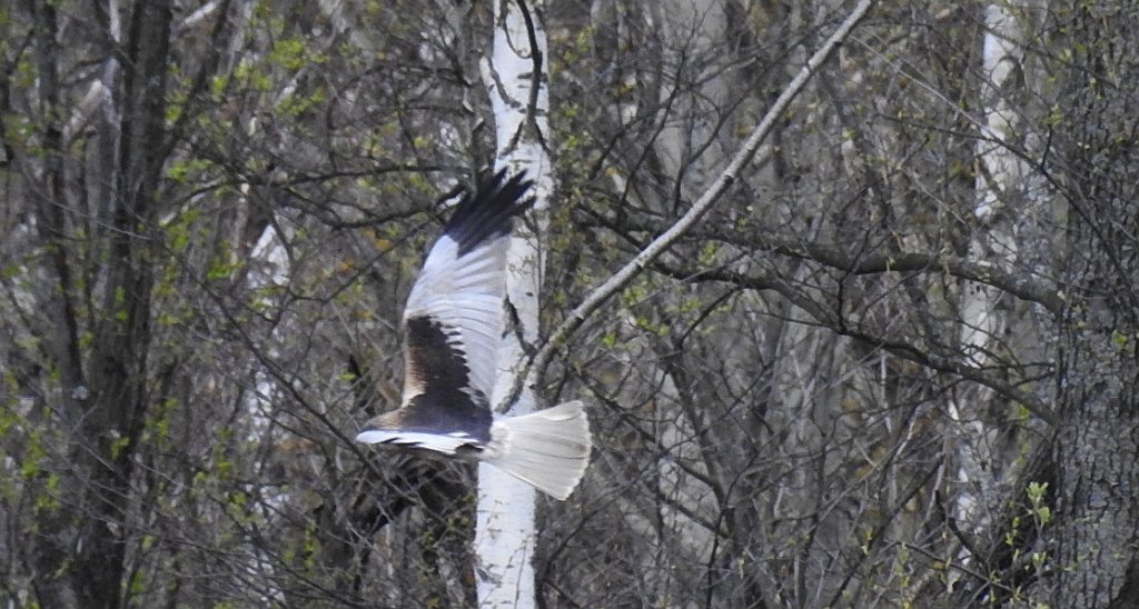 Błotniak stawowy (Circus aeruginosus)