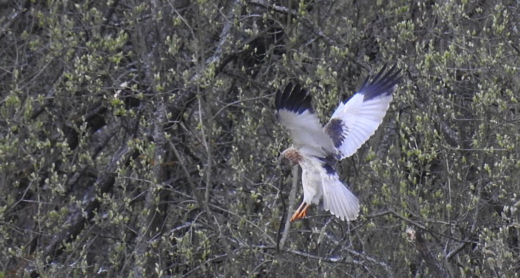 Błotniak stawowy (Circus aeruginosus)