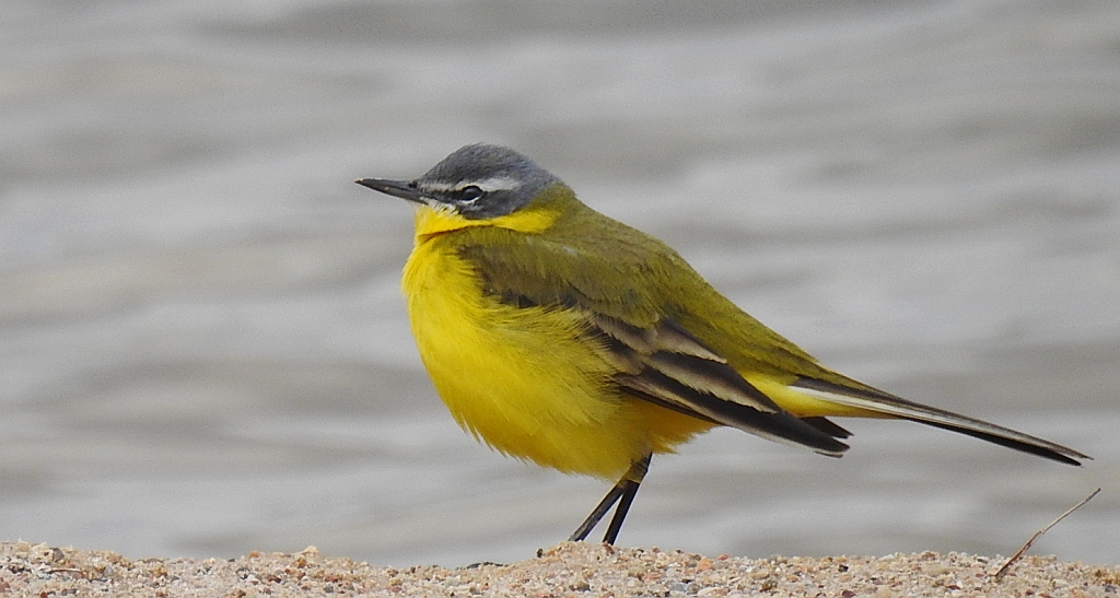 Pliszka żółta, wolarka (Motacilla flava)
