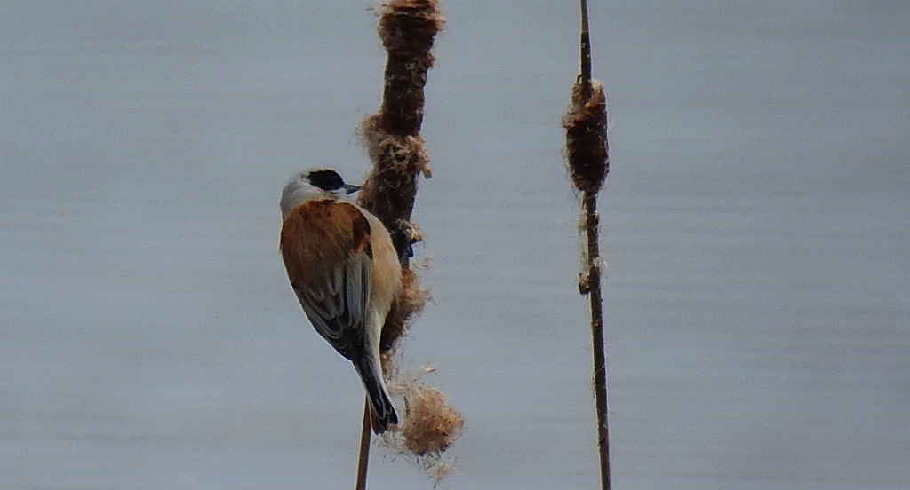 Remiz zwyczajny (Remiz pendulinus)
