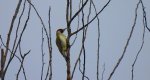 Dzięcioł zielony (Picus viridis)