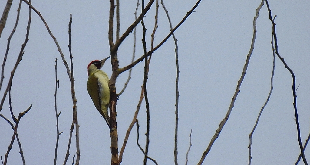 Dzięcioł zielony (Picus viridis)