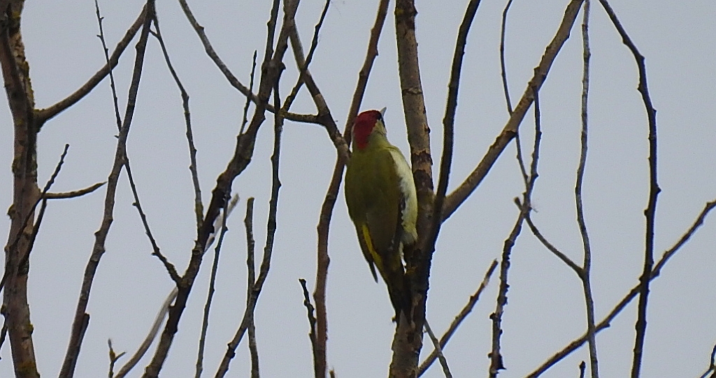 Dzięcioł zielony (Picus viridis)