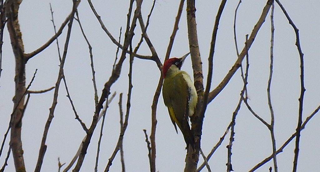 Dzięcioł zielony (Picus viridis)