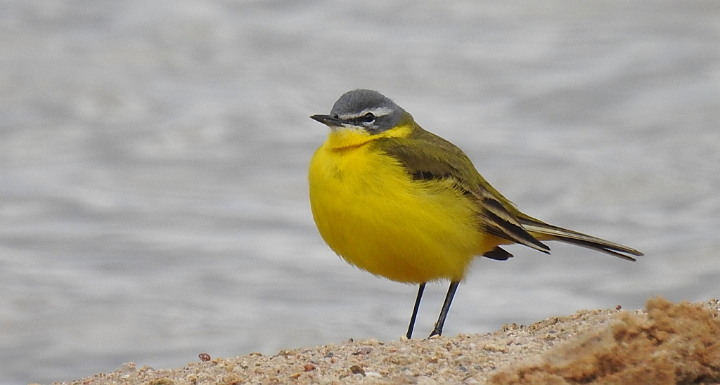 Pliszka żółta, wolarka (Motacilla flava)