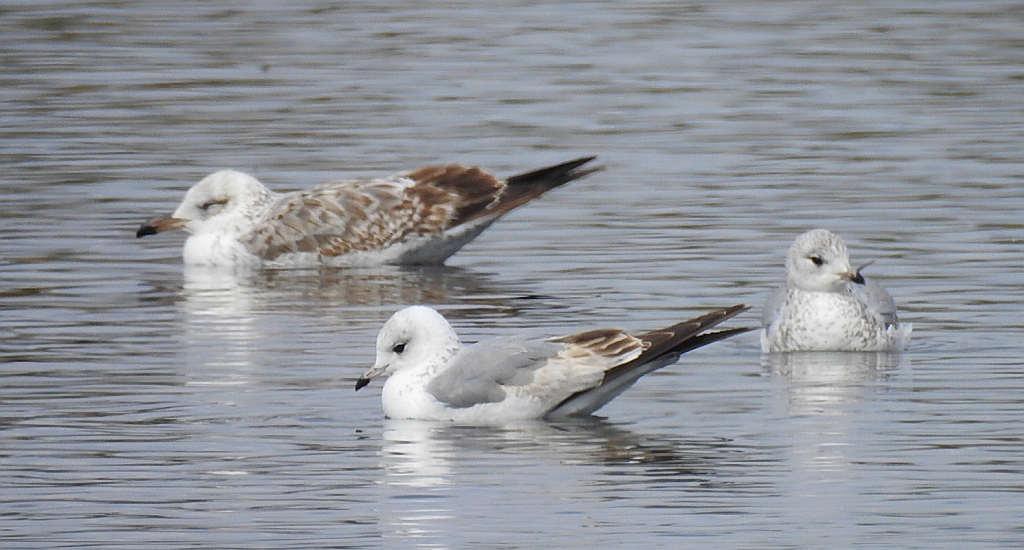 Mewa siwa, mewa pospolita (Larus canus) i mewa siodłata (Larus marinus)