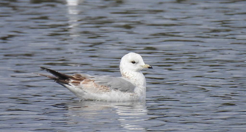 Mewa siwa, mewa pospolita (Larus canus)