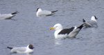 Mewa siodłata (Larus marinus)