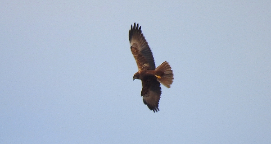 Błotniak stawowy (Circus aeruginosus)
