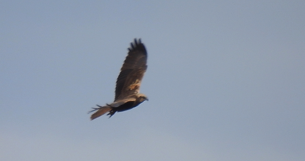 Błotniak stawowy (Circus aeruginosus)