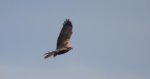 Błotniak stawowy (Circus aeruginosus)