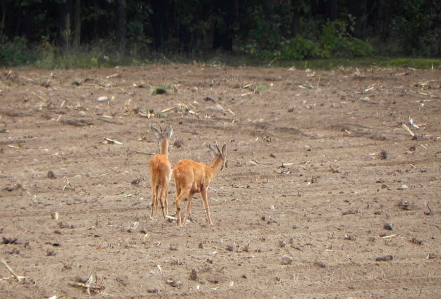 Sarna europejska (Capreolus capreolus)