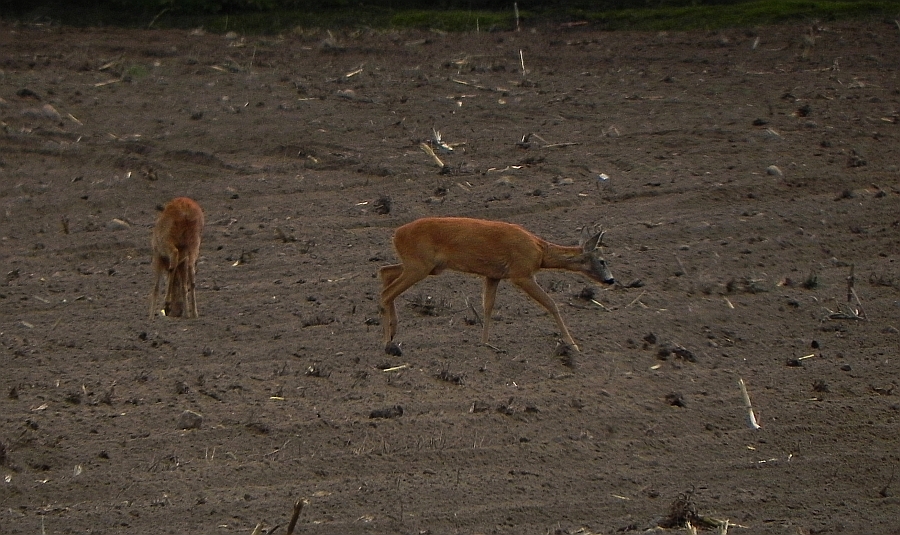 Sarna europejska (Capreolus capreolus)