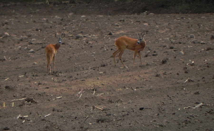 Sarna europejska (Capreolus capreolus)