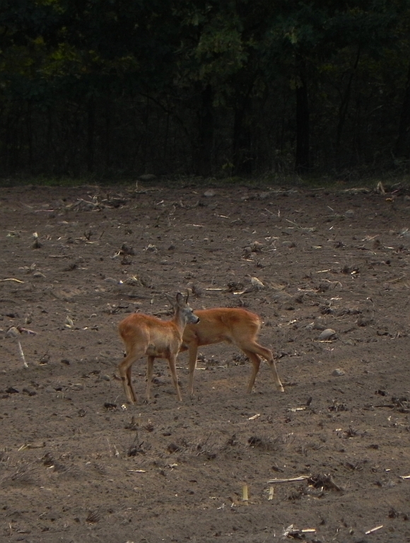 Sarna europejska (Capreolus capreolus)