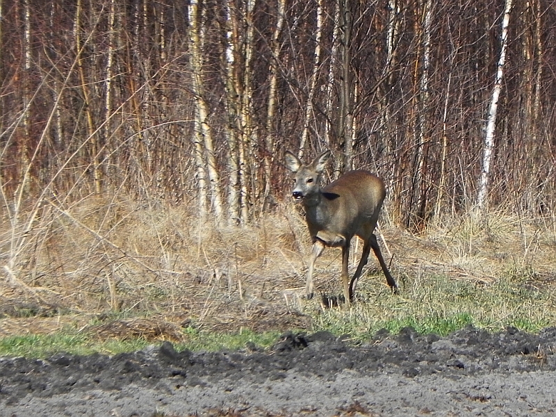 Sarna, sarna europejska (Capreolus capreolus)
