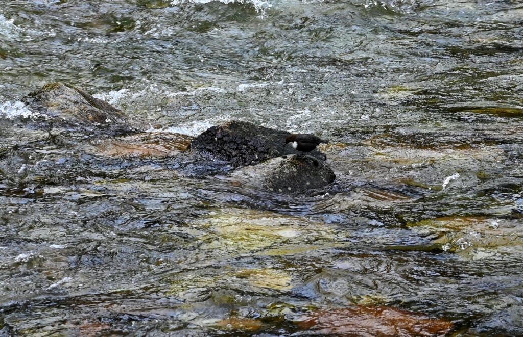 Pluszcz (Cinclus cinclus)