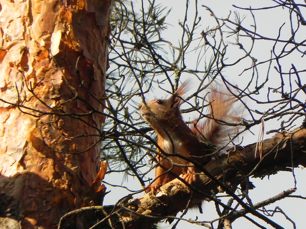 Wiewiórka pospolita, wiewiórka ruda (Sciurus vulgaris)