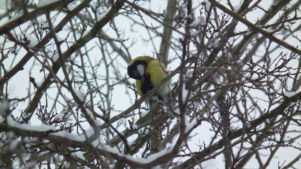 Bogatka, sikora bogatka (Parus major)