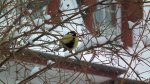Bogatka, sikora bogatka (Parus major)