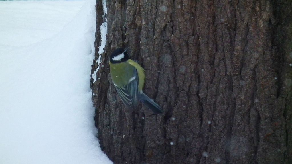 Bogatka, sikora bogatka (Parus major)