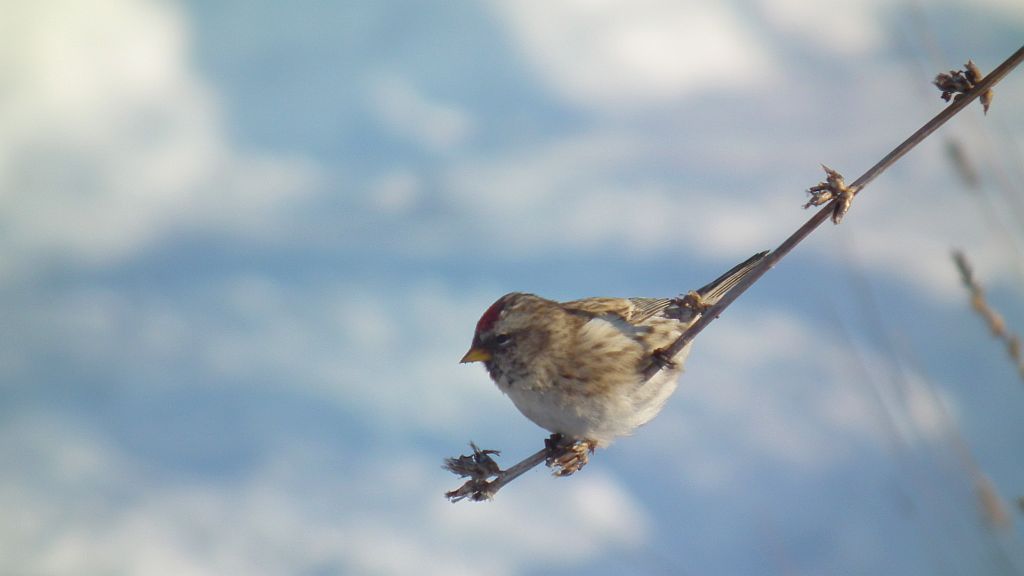 Czeczotka zwyczajna, czeczotka (Carduelis flammea syn. Acanthis flammea)
