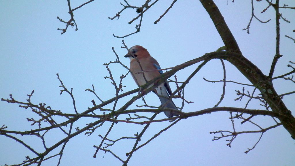 Sójka zwyczajna/sójka (Garrulus glandarius)