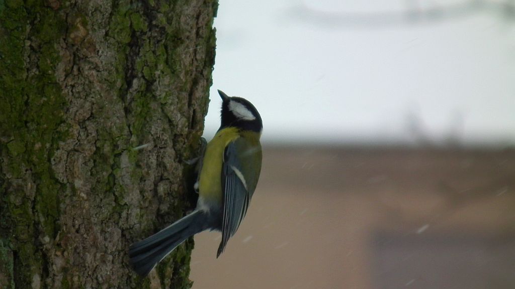 Bogatka, sikora bogatka (Parus major)