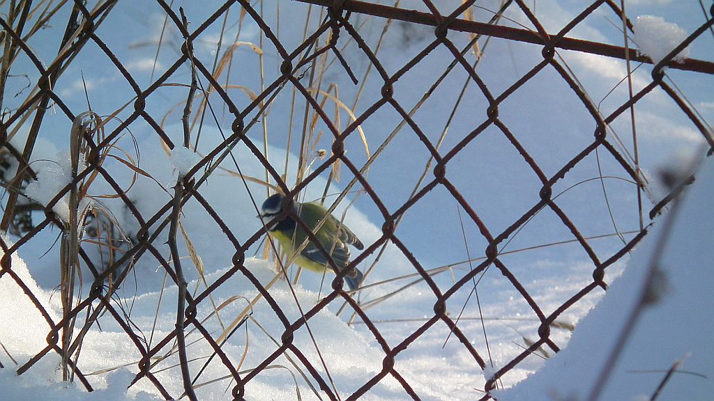 Modraszka, sikora modra (Cyanistes caeruleus syn. Parus caeruleus)