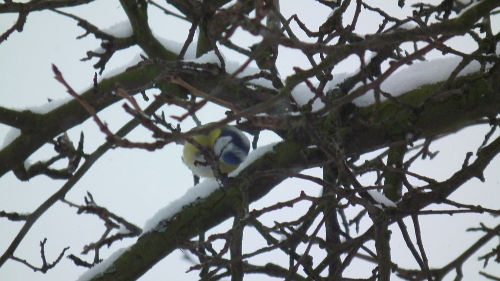 Modraszka, sikora modra (Cyanistes caeruleus syn. Parus caeruleus)