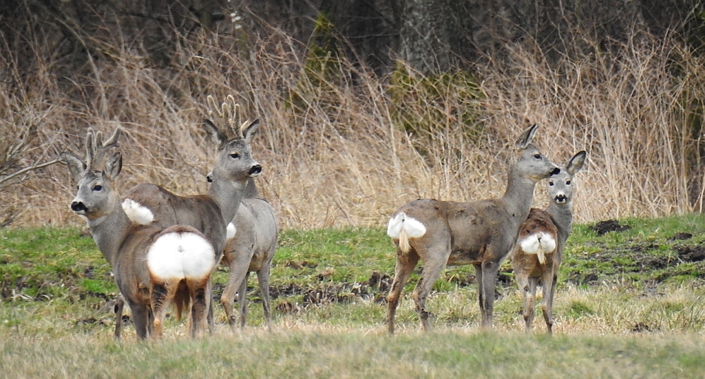 Sarna europejska, sarna (Capreolus capreolus)