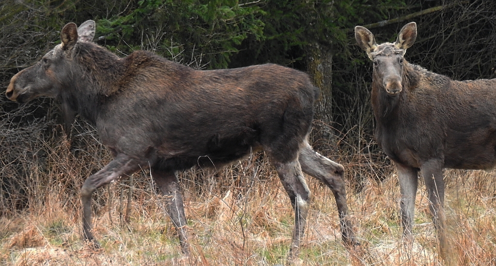Łoś euroazjatycki (Alces alces)