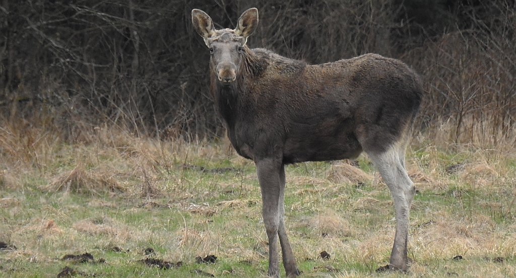 Łoś euroazjatycki (Alces alces)