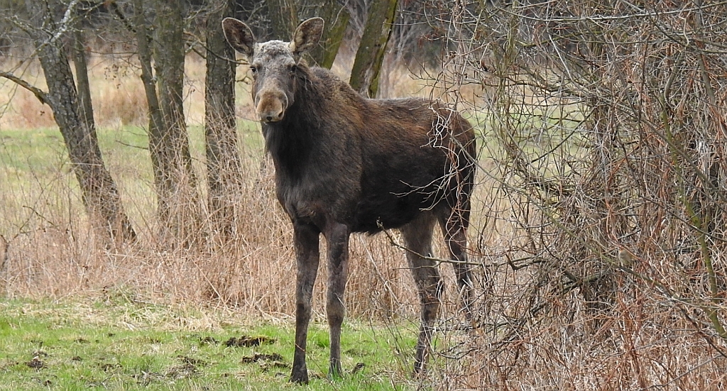 Łoś euroazjatycki (Alces alces)