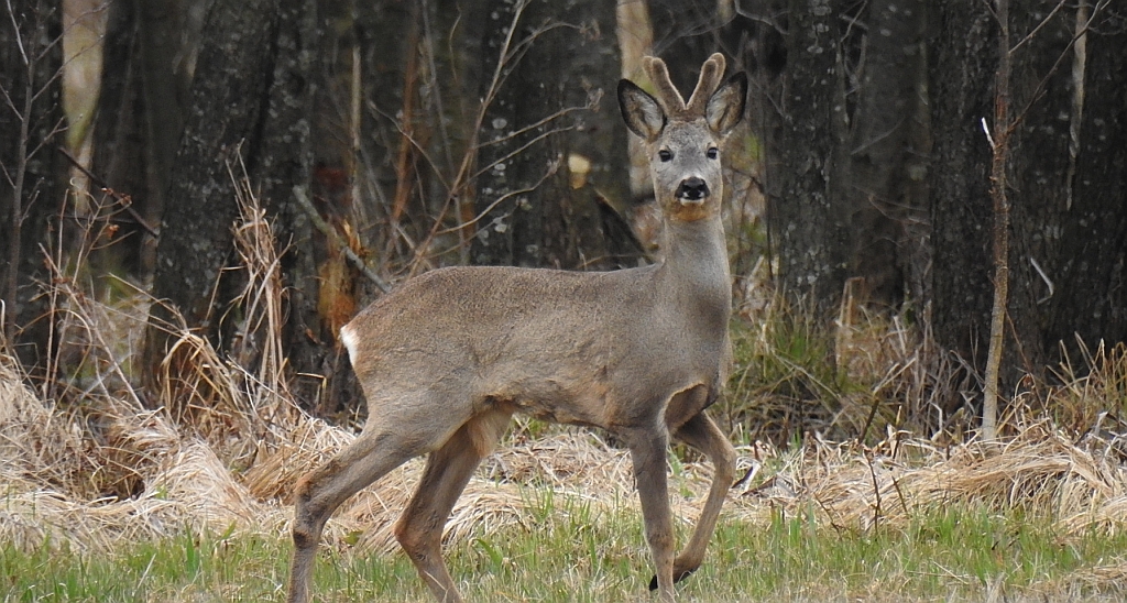 Sarna europejska, sarna (Capreolus capreolus)
