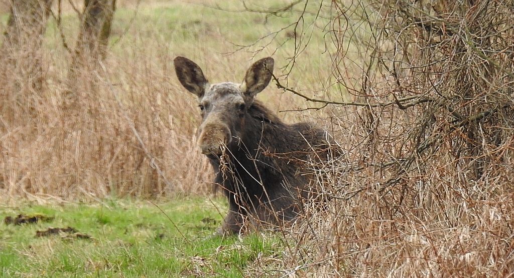 Łoś euroazjatycki (Alces alces)