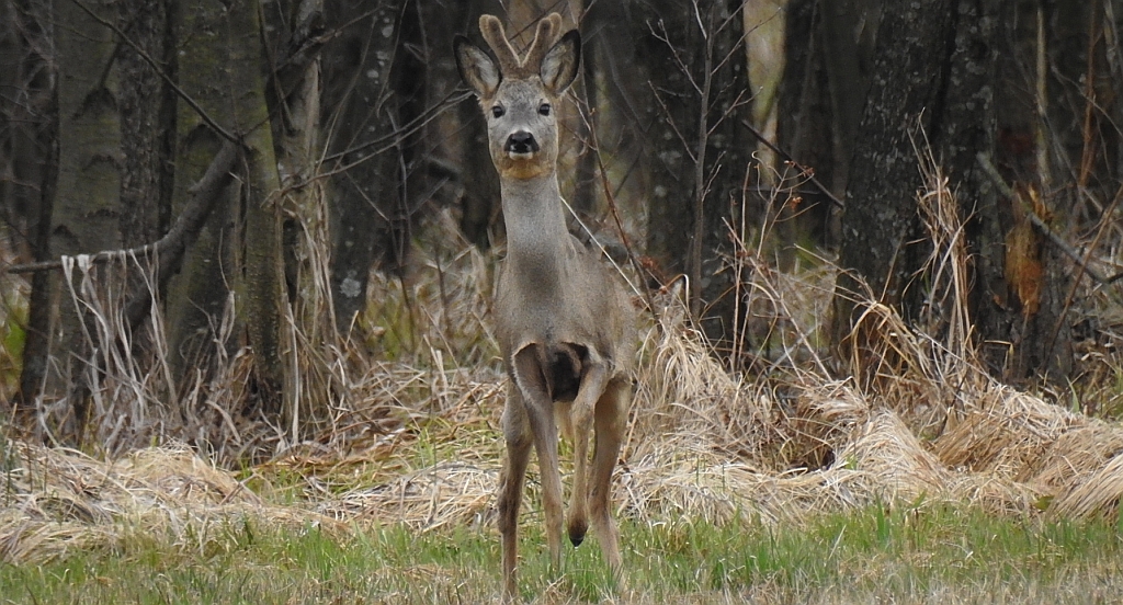 Sarna europejska, sarna (Capreolus capreolus)