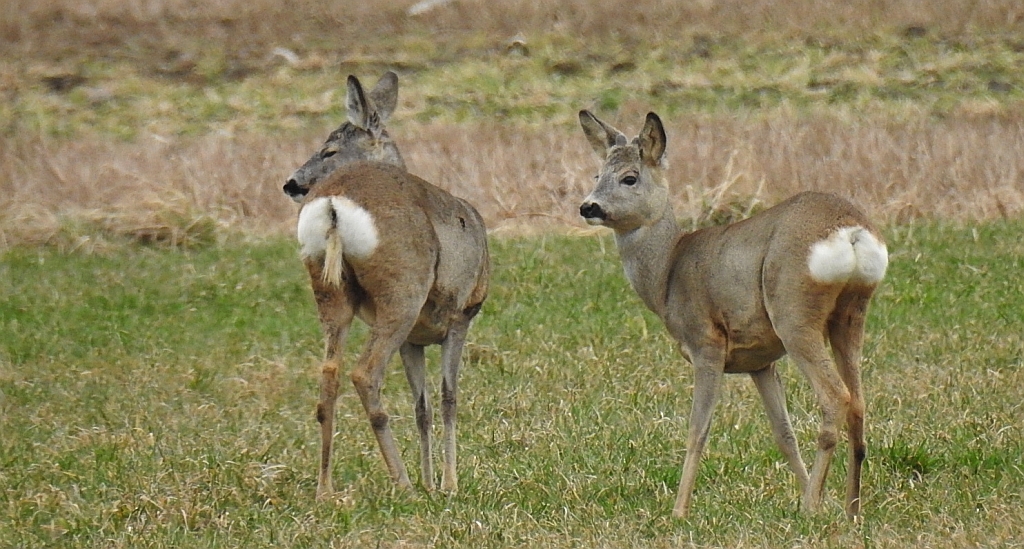Sarna europejska, sarna (Capreolus capreolus)