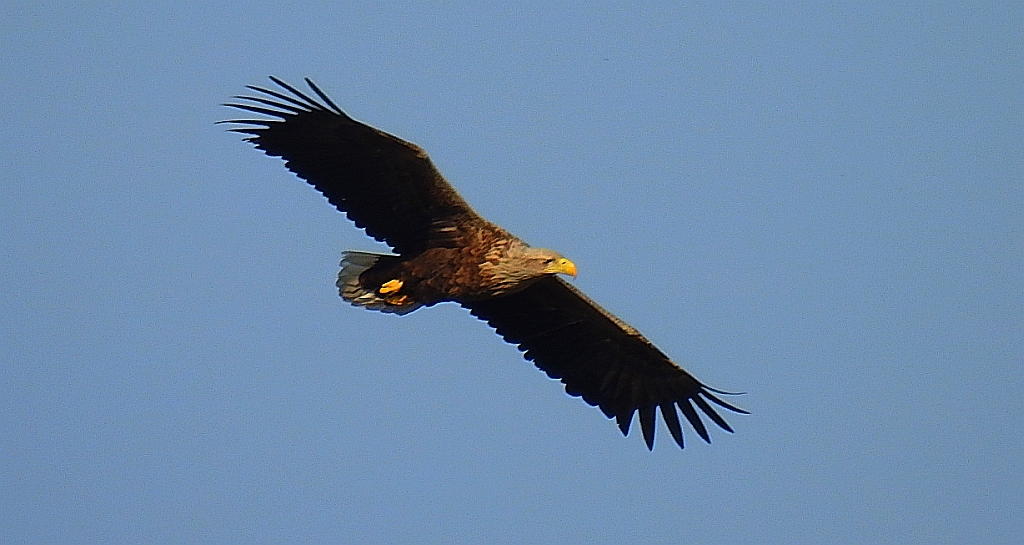 Bielik zwyczajny, bielik (Haliaeetus albicilla)